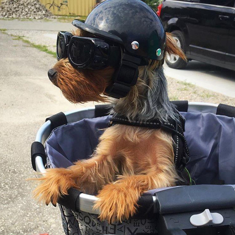Motorcycle Gear Dogs - 애완 동물 헬멧 개 고양이 자전거